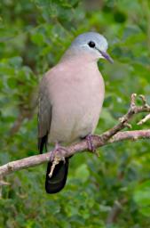 Emerald Spotted Wood Dove