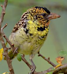 DArnauds Barbet