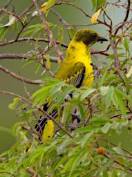 African Black Headed Oriole