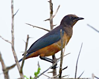 Golden Breasted Starling Imm
