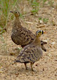 Black Faced Sandgrouse