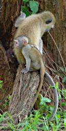 Mkomazi Vervet Monkey