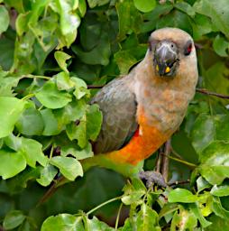 African Orange Bellied Parrot