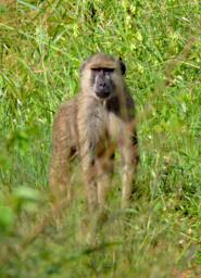 Mkomazi Olive Baboon