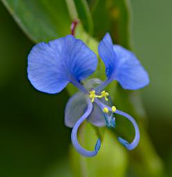 Mkomazi Flower Commelina