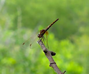 Mkomazi Dragonfly Xxx