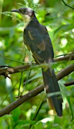 Black And White Cuckoo