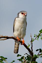 Pygmy Falcon