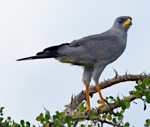 Eastern Chanting Goshawk