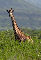 Mkomazi Giraffe