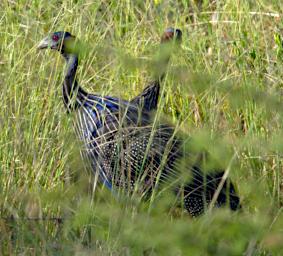 Vulturine Guineafowl