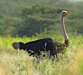 Common Ostrich