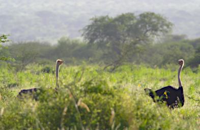 Common Ostrich