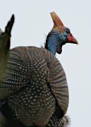 Helmeted Guineafowl