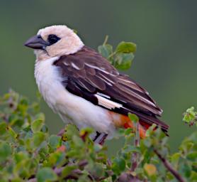 White Headed Buffalo Weaver