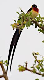 Eastern Paradise Whydah