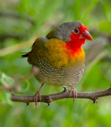 Green Winged Pytilia