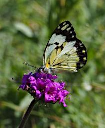 Ndutu Butterfly Xxx White Black P2211288