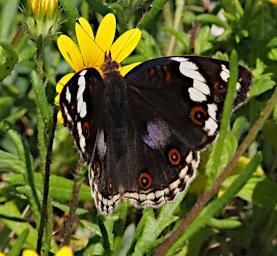 Ndutu Butterfly Dark Blue Pansy P2211300