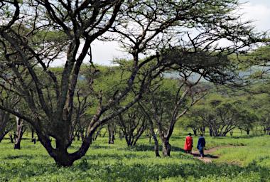 Ndutu Woodland Maasai P2211301