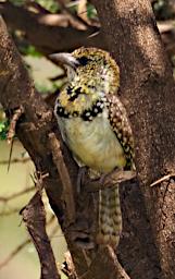 Ndutu Bird Usambiro Barbet P2211302