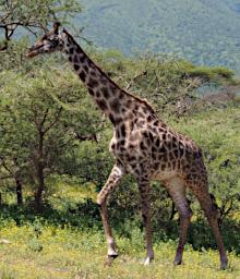Ndutu Giraffe P2211318