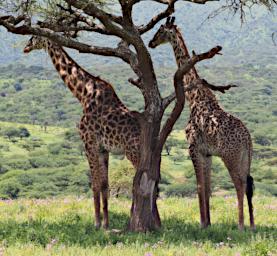 Ndutu Giraffe P2211339