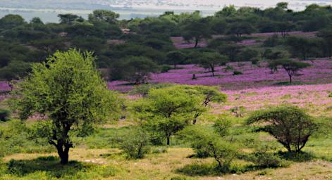 Ndutu Woodland Purple P2211343