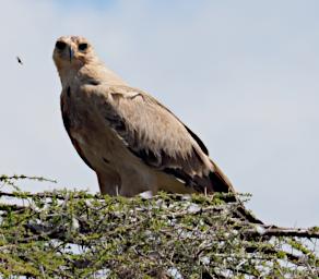 Ndutu Bird Tawny Eagle P2211367