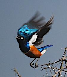 Ndutu Bird Superb Starling P2211386
