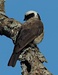 Ndutu Bird Northern White Crowned Shrike P2211399