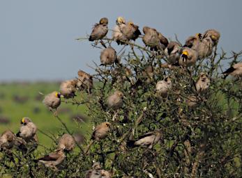 Ndutu Bird Wattled Starlings P2211476