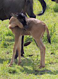Ndutu Wildebeest Calf P2221483