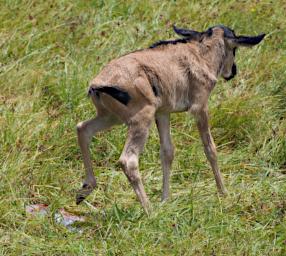 Ndutu Wildebeest Calf P2221551