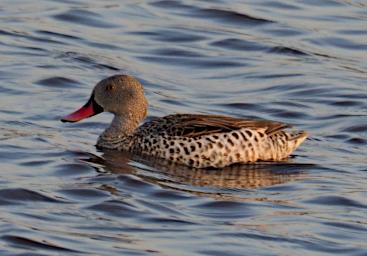 Ndutu Bird Cape Teal P2221592