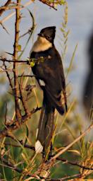 Ndutu Bird Black White Cuckoo P2221594