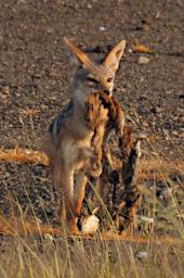 Ndutu Black Backed Jackal P2221623