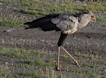 Ndutu Bird Secretarybird P2221644