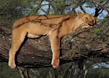 Ndutu Lioness P2221685