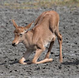 Ndutu Wildebeest Calf P2230004