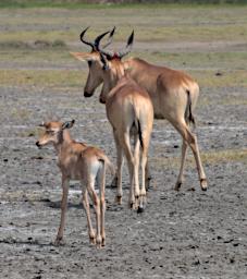 Ndutu Wildebeest Calf P2230006