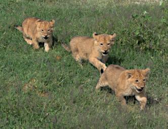 Ndutu Lion Cubs P2230015