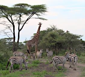 Ndutu Giraffe Zebra P2230078