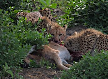 Ndutu Cheetahs P2230107