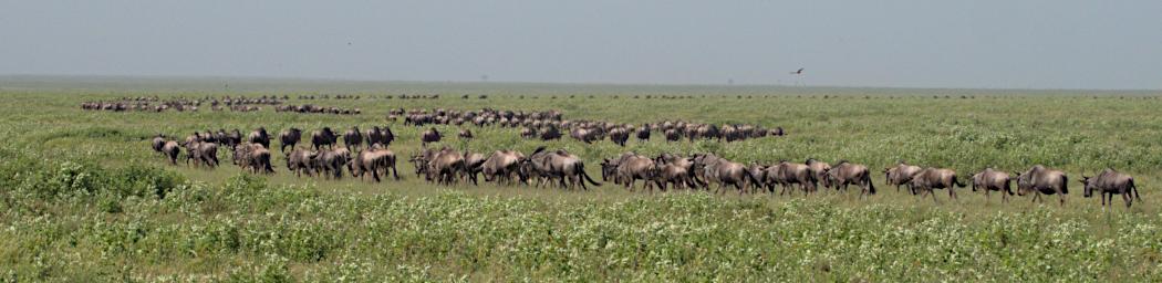 Ndutu Wildebeests Snakelike P2231737