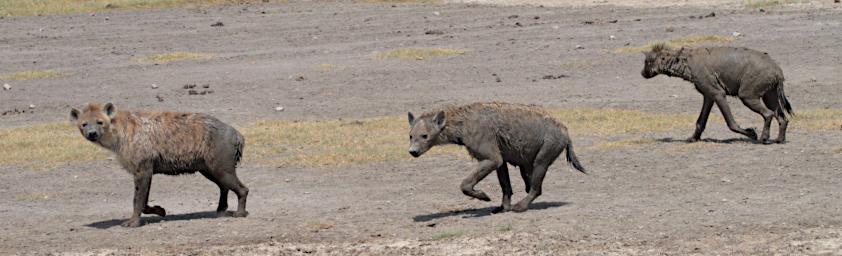 Ndutu Spotted Hyenas P2231743