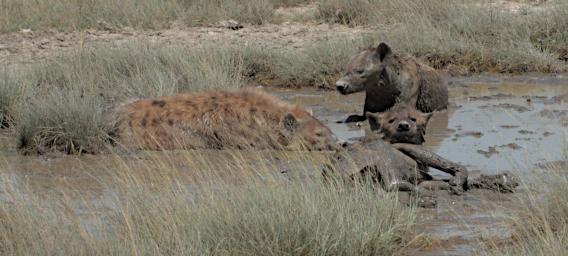 Ndutu Spotted Hyenas P2231747