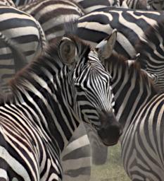 Ndutu Zebra P2231772
