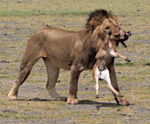 Ndutu Lion Wildebeest P2231819