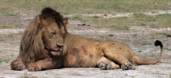 Ndutu Lion P2231860